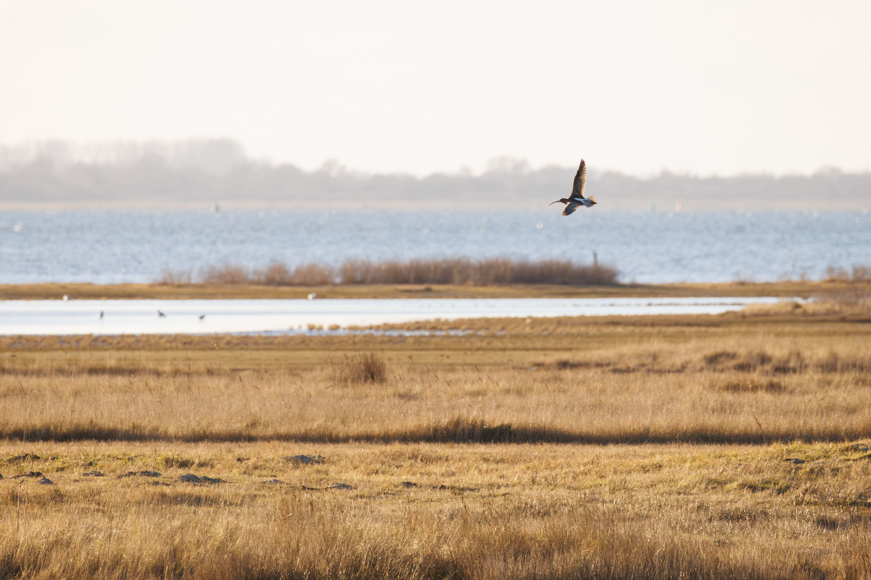 Flying Eurasian Curlew